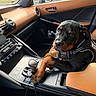 puppy, rottweiler, dog, car_interior, gear_shift, leather_seat, window, side_mirror, dashboard, water_bottle, seat, resting_paw, curious_eyes, black_and_tan, pet, canine, inside_car, modern, casual, young_dog