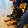 Drogon joined the competition — help win amazing prizes! rottweiler, puppy, dog, leash, floor, tile, person, jeans, sneakers, black_shoes, socks, slide_sandals, indoor, waiting, pet, animal, canine, resting, young_dog, companion