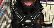 Drogon is registered to the contest to win money with this photo: animal, black_and_tan, cute, dog, floor, happy, harness, indoor, looking_at_camera, pet, pet_accessory, puppy, purple_backpack, rottweiler, shopping_cart, sitting, store, tongue_out, towel, wine_bottle