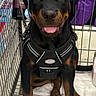 Drogon is registered to the contest to win money with this photo: rottweiler, puppy, dog, shopping_cart, harness, towel, wine_bottle, purple_backpack, pet, animal, indoor, happy, tongue_out, black_and_tan, pet_accessory, floor, store, cute, sitting, looking_at_camera