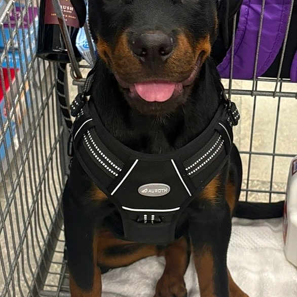 Drogon is registered to the contest to win money with this photo: rottweiler, puppy, dog, shopping_cart, harness, towel, wine_bottle, purple_backpack, pet, animal, indoor, happy, tongue_out, black_and_tan, pet_accessory, floor, store, cute, sitting, looking_at_camera