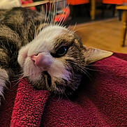 Chatouille participe au concours pour gagner de l'argent avec cette photo : animal, blanket, cat, close_up, cozy, domestic, feline, fur, house, indoor, lying_down, nose, pet, red_blanket, relaxed, sleepy, soft_texture, tabby, whiskers, white_fur