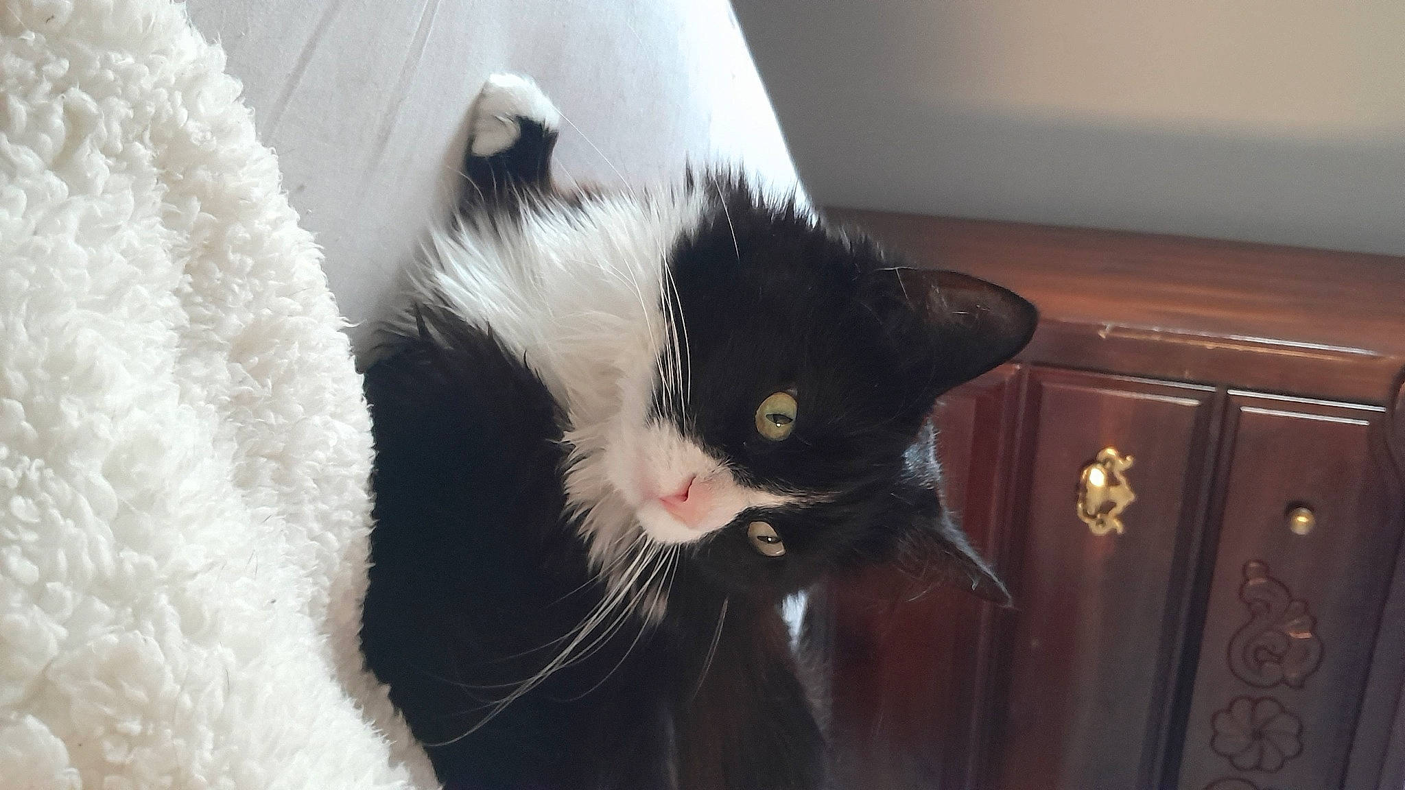 Nala is registered to the contest to win money with this photo: carnivore, cat, cat_supply, domestic_short_haired_cat, felidae, fur, hardwood, natural_material, small_to_medium_sized_cats, snout, tail, whiskers, window, wood