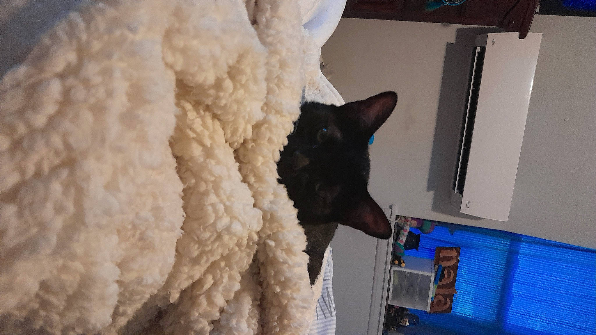 Thomas is registered to the contest to win money with this photo: black_cat, carnivore, cat, cat_supply, comfort, domestic_short_haired_cat, door, felidae, flooring, fur, linens, petal, room, small_to_medium_sized_cats, snout, tail, thread, whiskers, window, wool