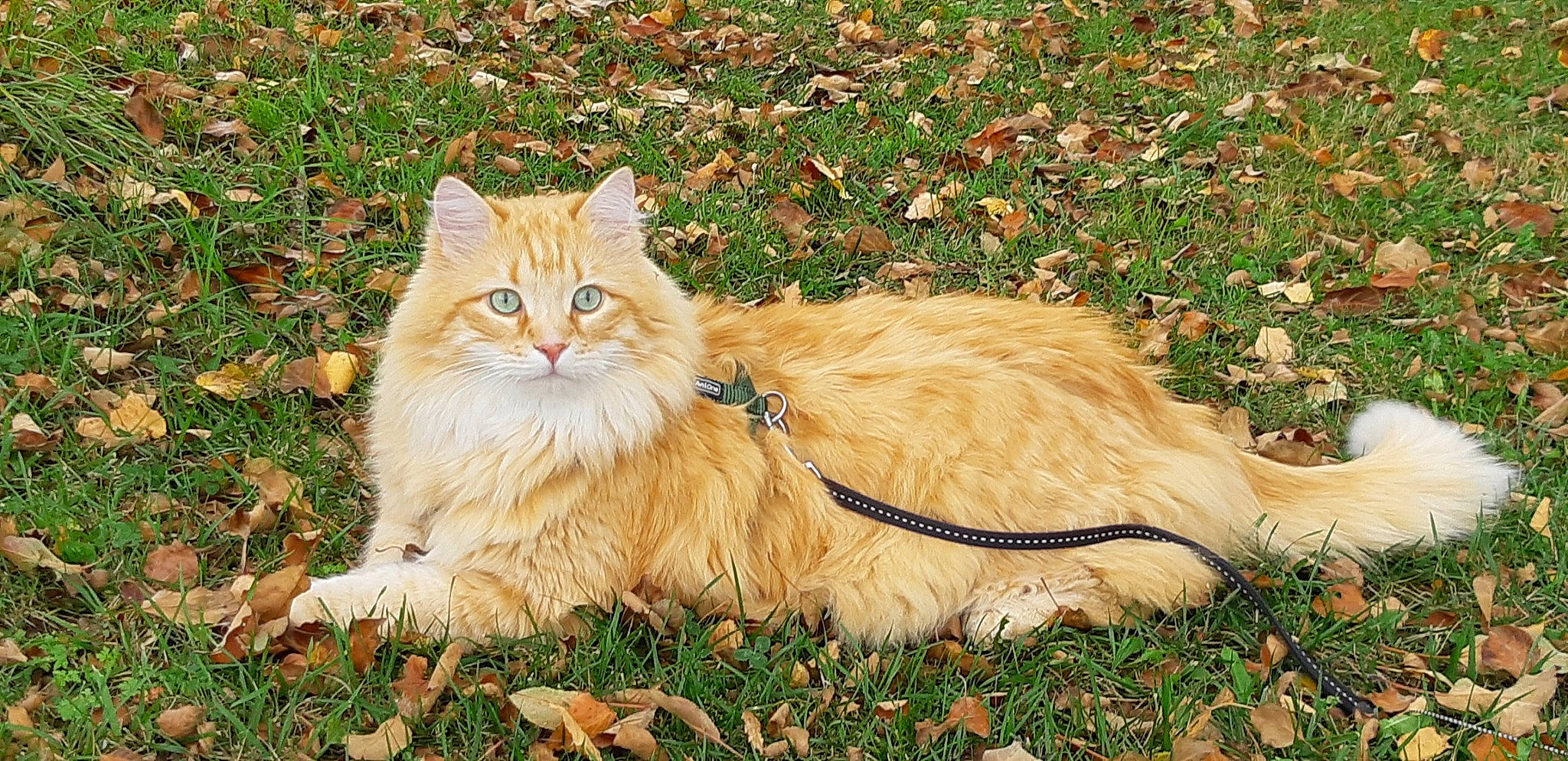 Chatchat a rejoint le concours — aidez-le/la à gagner de superbes lots ! carnivore, cat, comfort, fawn, felidae, fur, grass, grassland, groundcover, happy, persian, plant, ragdoll, small_to_medium_sized_cats, snout, tail, terrestrial_animal, tree, whiskers, wildlife