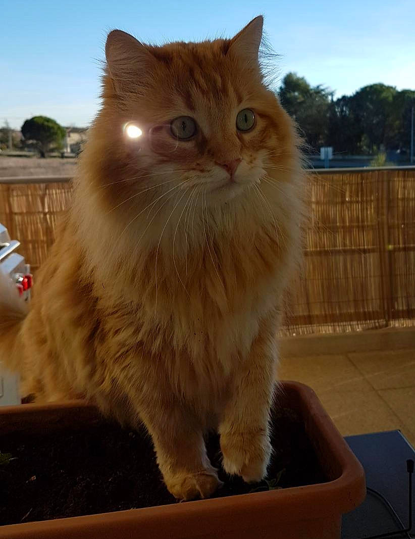 Chatchat a rejoint le concours — aidez-le/la à gagner de superbes lots ! british_longhair, carnivore, cat, fawn, felidae, fence, fur, ragdoll, sky, small_to_medium_sized_cats, snout, tail, terrestrial_animal, tree, whiskers, window, wood