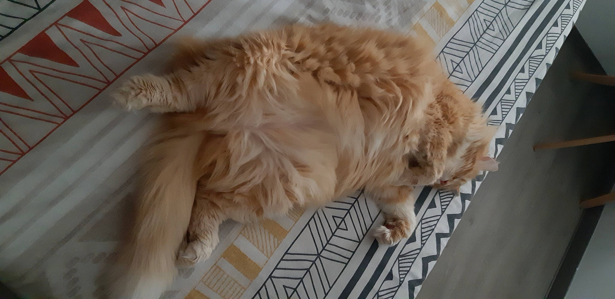 Chatchat participe au concours pour gagner de l'argent avec cette photo : canidae, carnivore, companion_dog, dog, dog_breed, fang, fawn, felidae, flooring, fur, liver, paw, retriever, snout, sporting_group, tail, toy_dog, whiskers, wood, working_animal