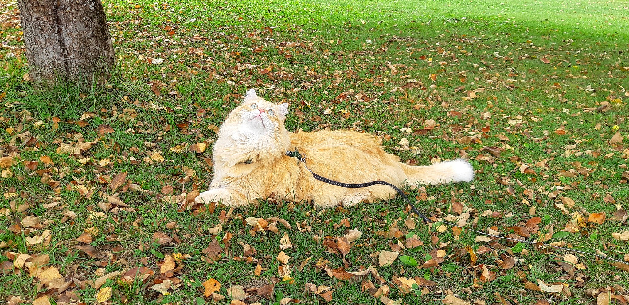 Chatchat a rejoint le concours — aidez-le/la à gagner de superbes lots ! carnivore, cat, felidae, fur, grass, grass_family, grassland, groundcover, lawn, people_in_nature, plant, road_surface, shadow, small_to_medium_sized_cats, tail, terrestrial_animal, tree, trunk, whiskers, wood