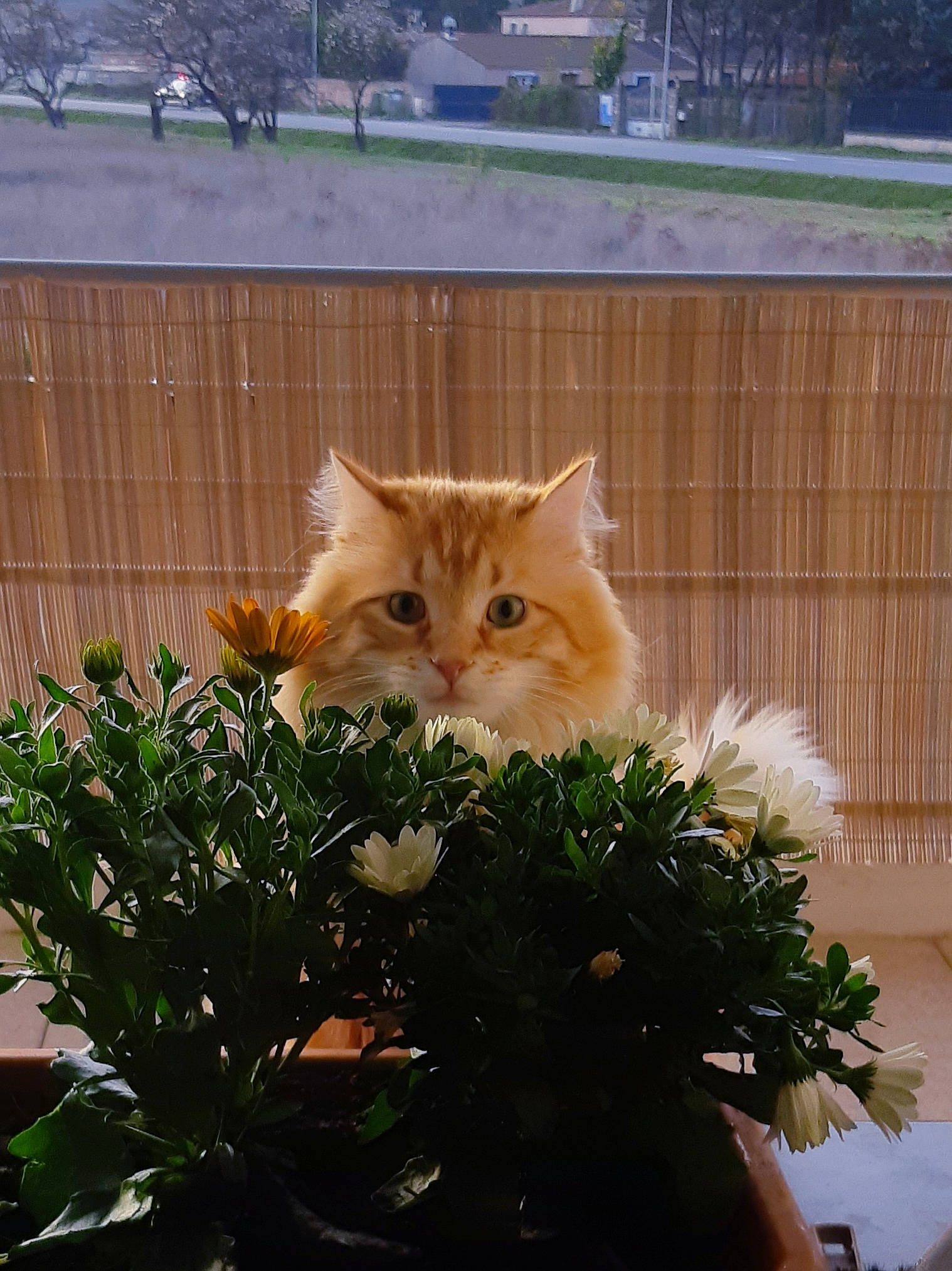 Chatchat a rejoint le concours — aidez-le/la à gagner de superbes lots ! carnivore, cat, chair, domestic_short_haired_cat, fawn, felidae, flowerpot, fur, grass, herb, plant, plant_stem, shrub, small_to_medium_sized_cats, snout, tail, tree, whiskers, window, wood