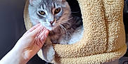 Jack Ash joined the competition — help win amazing prizes! abyssinian, animal, baby, blanket, bodypart, cat, chair, cushion, finger, furniture, hand, homedecor, indoors, kitten, manx, person, pet, siamese, towel, wood