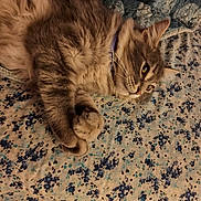 Jack Ash is registered to the contest to win money with this photo: abyssinian, angora, animal, bed, blanket, cat, couch, furniture, hardwood, kitten, manx, person, pet, quilt, siamese, sleeping, wood