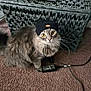 Jack Ash joined the competition — help win amazing prizes! animal, basket, box, cap, cat, clothing, computer, computerhardware, computerkeyboard, electronics, furniture, hardware, hat, indoors, interiordesign, kitten, laptop, pc, pet, table