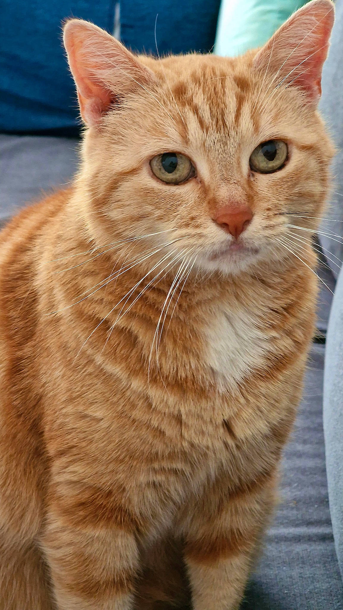 Pluche participe au concours pour gagner de l'argent avec cette photo : carnivore, cat, claw, close_up, domestic_short_haired_cat, eye, fawn, felidae, fur, paw, small_to_medium_sized_cats, snout, tail, terrestrial_animal, whiskers, wildlife, window, wood