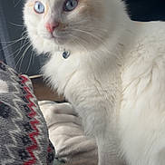 Tampa joined the competition — help win amazing prizes! blanket, blue_eyes, cat, closeup, collar, couch, cozy, domestic_cat, ear, feline, fluffy, fur_texture, indoor, paw, pet, portrait, relaxed, soft, whiskers, white_fur