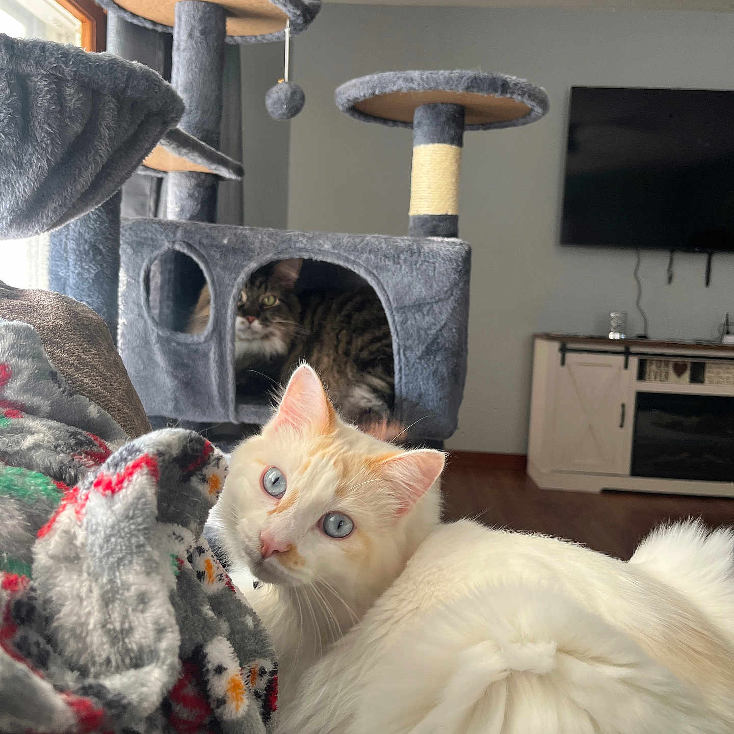 Tampa joined the competition — help win amazing prizes! blanket, blue_eyes, cat, cat_tree, closeup, cozy, fur, furniture, gaze, hanging_toy, hardwood_floor, home, indoor, living_room, lounging, pet, tabby_cat, television, white_cat, window