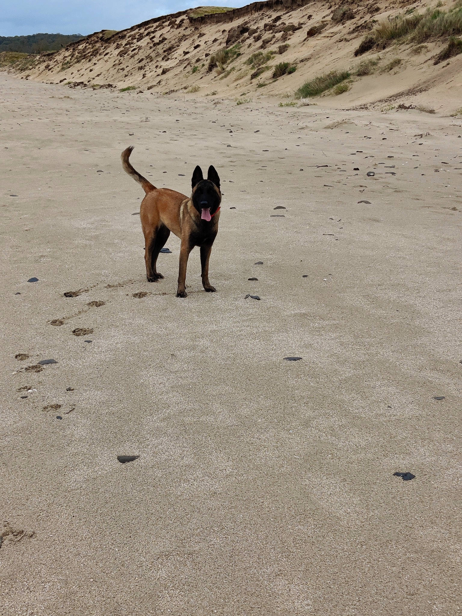 Sheba participe au concours pour gagner de l'argent avec cette photo : beach, canidae, carnivore, companion_dog, dog, dog_breed, fawn, fun, landscape, leash, ocean, sand, sky, soil, sporting_group, street_dog, tail, walking, wave, working_animal