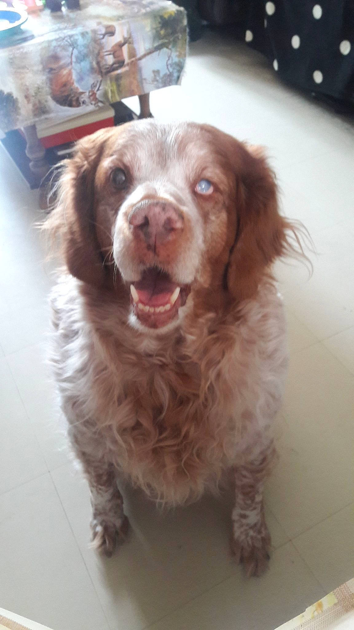 Sarah participe au concours pour gagner de l'argent avec cette photo : canidae, carnivore, companion_dog, computer_keyboard, dog, dog_breed, dog_collar, fang, fawn, flooring, fur, gun_dog, hunting_dog, liver, snout, spaniel, sporting_group, terrestrial_animal, whiskers, working_animal