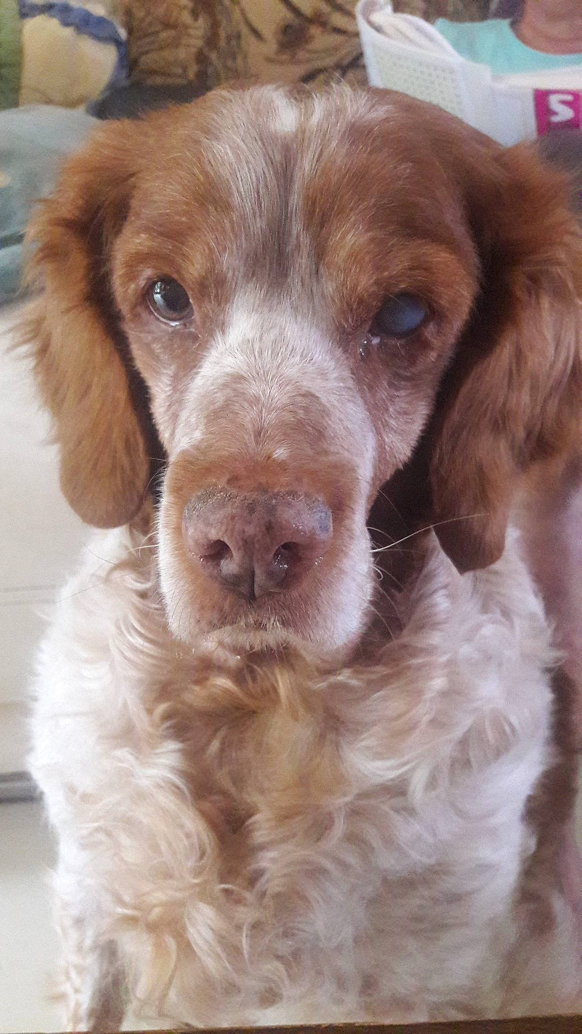 Sarah a rejoint le concours — aidez-le/la à gagner de superbes lots ! brittany, canidae, carnivore, companion_dog, dog, dog_breed, french_spaniel, german_longhaired_pointer, liver, mammal, nova_scotia_duck_tolling_retriever, picardy_spaniel, rare_breed_dog, setter, small_munsterlander, snout, spaniel, sporting_group, vertebrate, welsh_springer_spaniel