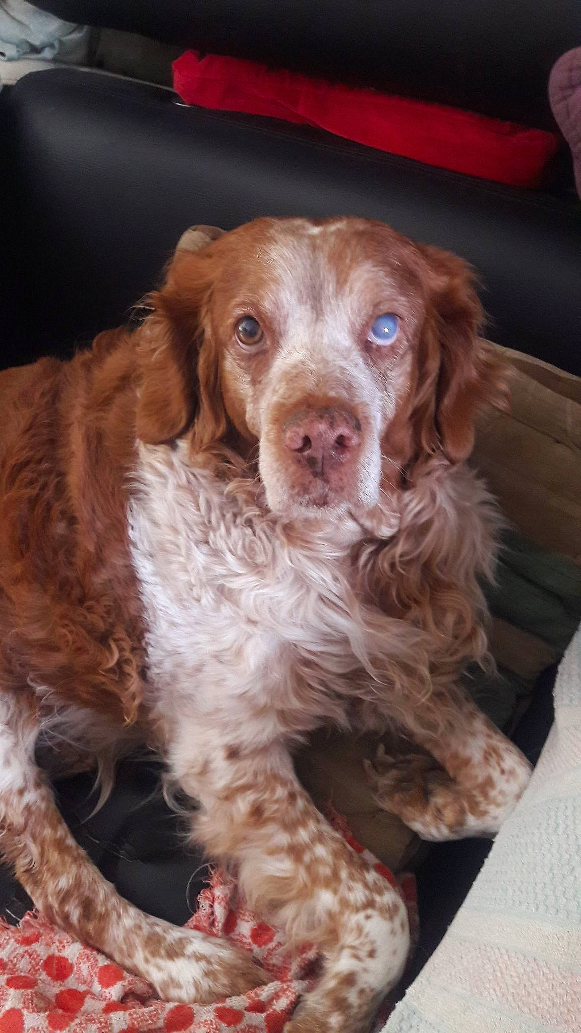 Sarah a rejoint le concours — aidez-le/la à gagner de superbes lots ! brittany, canidae, carnivore, cocker_spaniel, companion_dog, dog, dog_breed, french_spaniel, german_longhaired_pointer, german_spaniel, liver, mammal, picardy_spaniel, rare_breed_dog, small_munsterlander, snout, spaniel, sporting_group, vertebrate, welsh_springer_spaniel