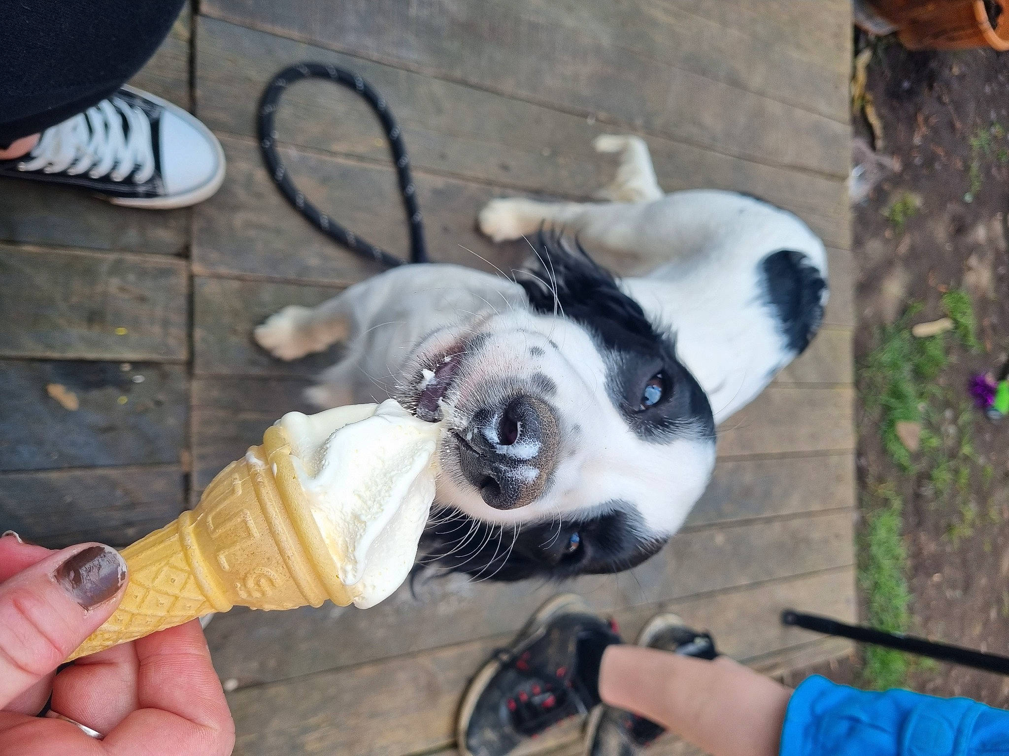 Shelby joined the competition — help win amazing prizes! canidae, carnivore, collar, companion_dog, dog, dog_breed, dog_collar, dog_supply, fawn, fur, non_sporting_group, panda, plant, snapshot, snout, sporting_group, terrestrial_animal, toy_dog, white, working_animal