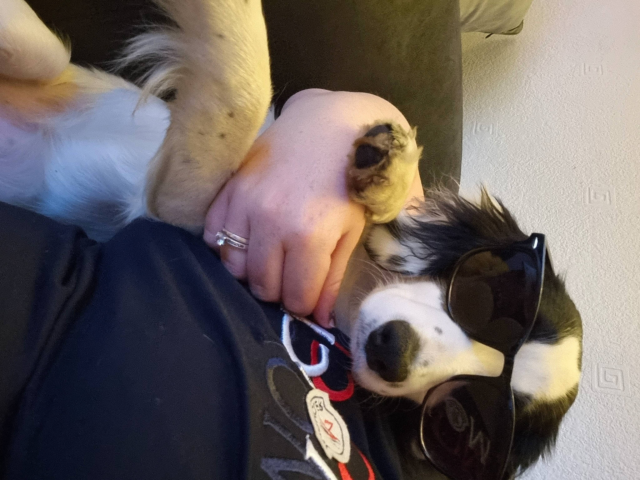 Shelby joined the competition — help win amazing prizes! black_hair, carnivore, companion_dog, dog_breed, dress, ear, eye, eyelash, eyewear, fawn, hair, head, helmet, jaw, neck, nose, snout, sunglasses, toy, working_animal