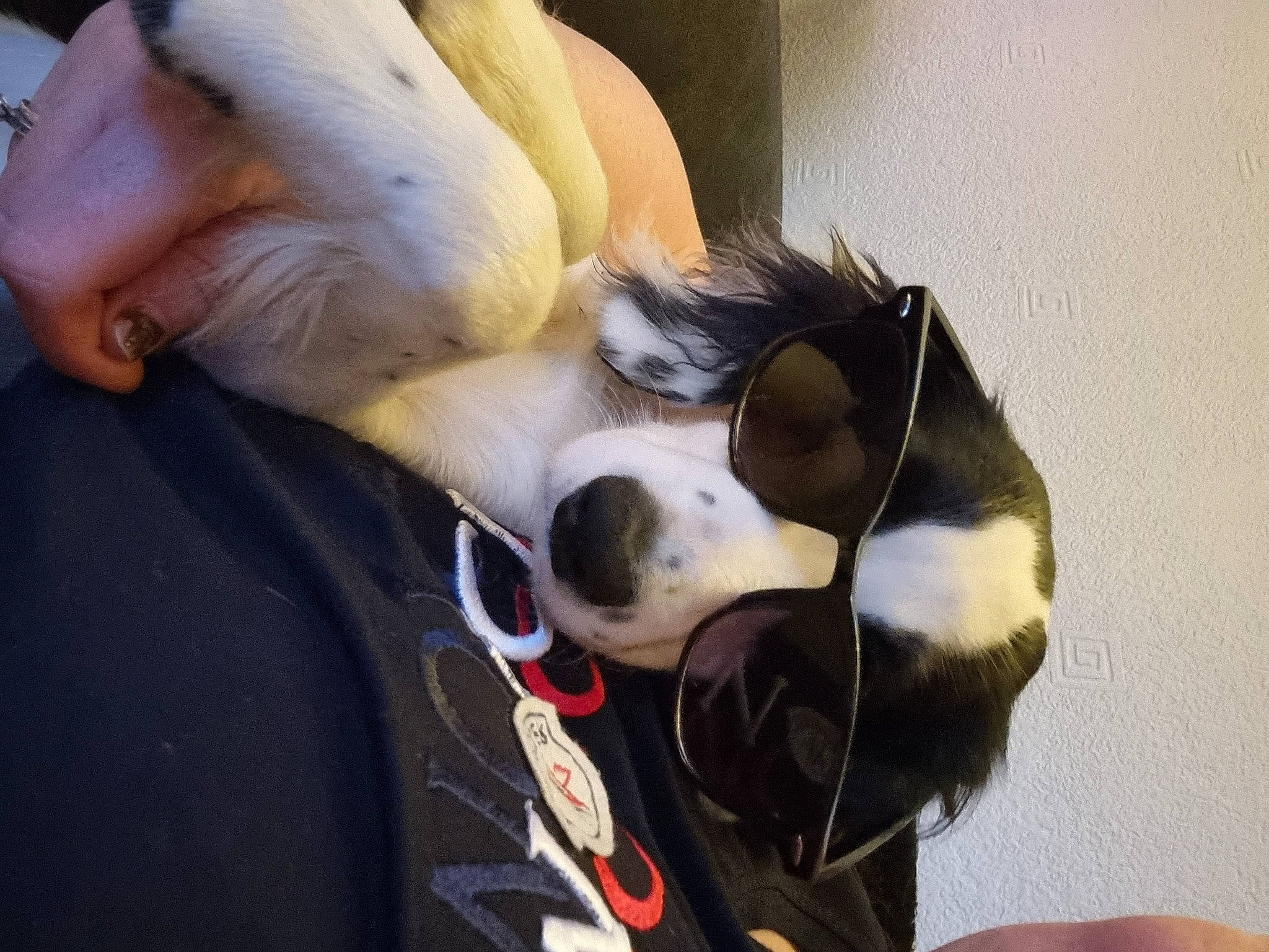 Shelby joined the competition — help win amazing prizes! canidae, carnivore, comfort, companion_dog, dog, dog_breed, eyewear, fawn, fur, gesture, human_leg, leash, nap, snout, sporting_group, sunglasses, tail, toy, whiskers, working_animal