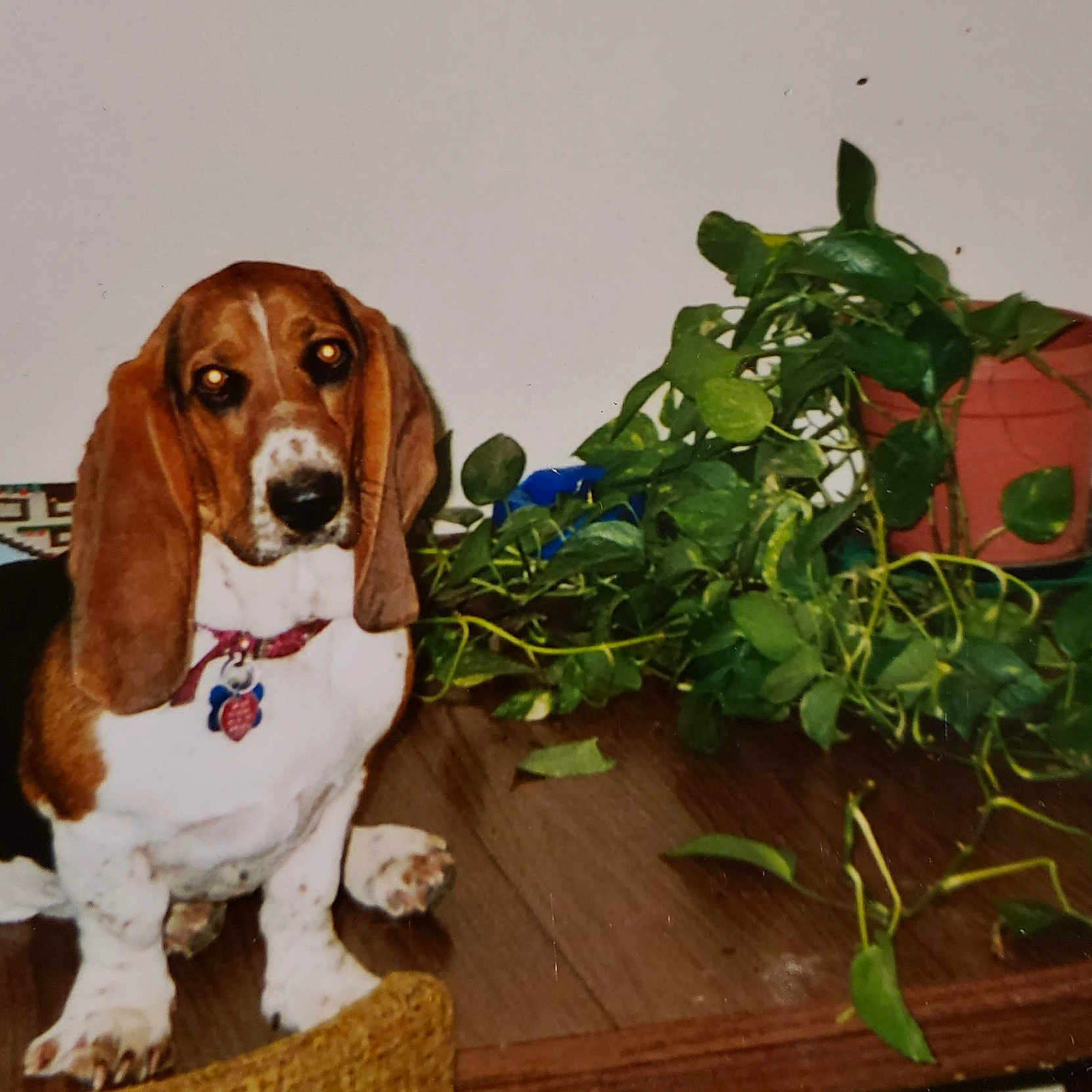 Ryley is registered to the contest to win money with this photo: artois_hound, basset_artesien_normand, basset_hound, canidae, carnivore, companion_dog, dog, dog_breed, drever, estonian_hound, finnish_hound, harrier, hound, mammal, rare_breed_dog, scent_hound, schweizer_laufhund, snout, vertebrate, westphalian_dachsbracke