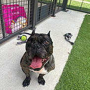 Zoey is registered to the contest to win money with this photo: animal, artificial_turf, ball, brindle, canine, closeup, concrete, dog, fence, french_bulldog, grass, happy, leash, outdoor, pet, playful, smiling, summer, tongue_out, toy