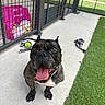 animal, artificial_turf, ball, brindle, canine, closeup, concrete, dog, fence, french_bulldog, grass, happy, leash, outdoor, pet, playful, smiling, summer, tongue_out, toy