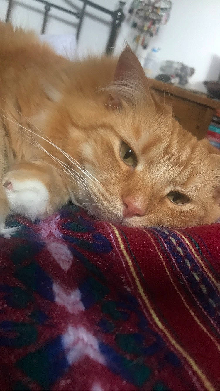 Jasper joined the competition — help win amazing prizes! carnivore, cat, claw, comfort, domestic_short_haired_cat, fawn, felidae, fur, hardwood, lap, linens, mammal, nap, paw, small_to_medium_sized_cats, tail, vertebrate, whiskers, wood