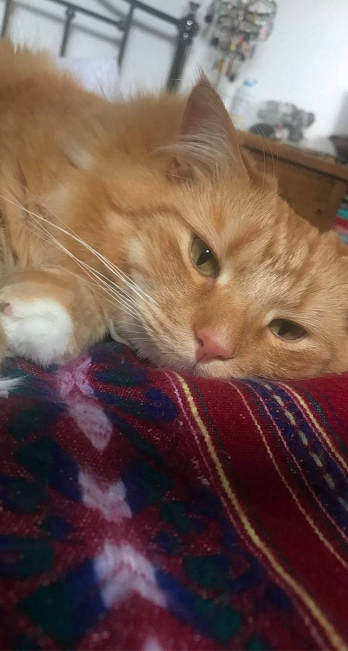 Jasper joined the competition — help win amazing prizes! carnivore, cat, claw, close_up, comfort, domestic_short_haired_cat, fawn, felidae, fur, lap, linens, nap, pattern, paw, small_to_medium_sized_cats, snout, tail, vertebrate, whiskers, wood