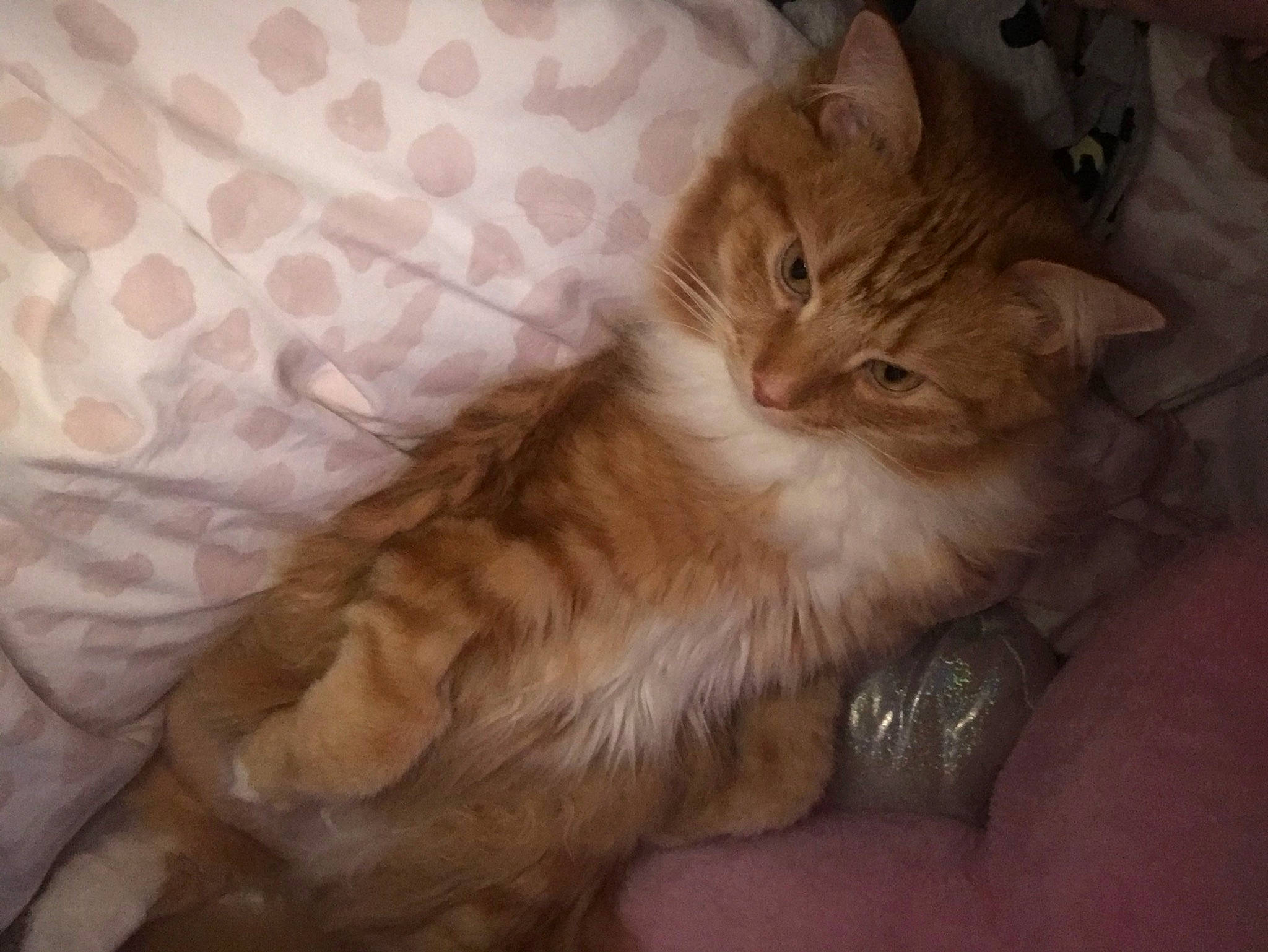 Jasper joined the competition — help win amazing prizes! carnivore, cat, claw, comfort, fawn, felidae, fur, paw, peach, small_to_medium_sized_cats, tail, terrestrial_animal, whiskers, wood