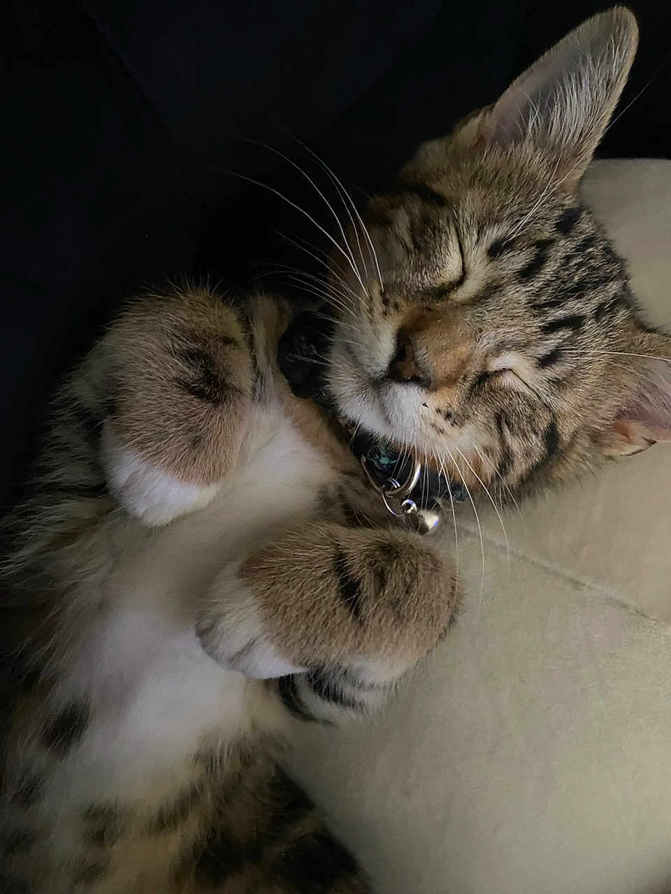 Blade is registered to the contest to win money with this photo: cat, tabby, sleeping, paws, whiskers, fur, collar, bell, cute, pet, domestic_animal, relaxed, close_up, animal, mammal, indoor, soft, resting, feline, cozy