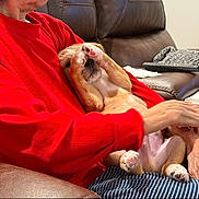 Behr is registered to the contest to win money with this photo: blanket, casual, comfort, couch, cute, dog, hand, home, indoor, leather, paw, person, pet, puppy, red_sweater, relaxing, remote_control, resting, small_dog, striped