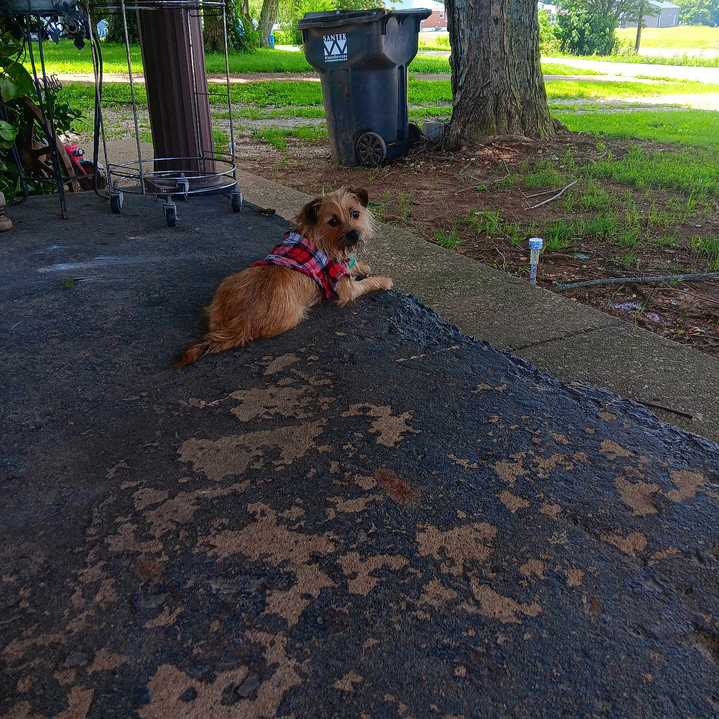 Daisy joined the competition — help win amazing prizes! animal, background, canine, concrete, curious, daylight, dog, grass, nature, outdoor, pet, plaid, porch, relaxing, side_view, small_dog, suburban, trash_bin, tree, vest