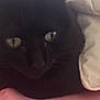 animal, bed, black_cat, blanket, cat, close_up, cozy, cute, domestic_cat, feline, fur, green_eyes, indoor, pet, pink_bedspread, portrait, resting, sleepy, soft, whiskers