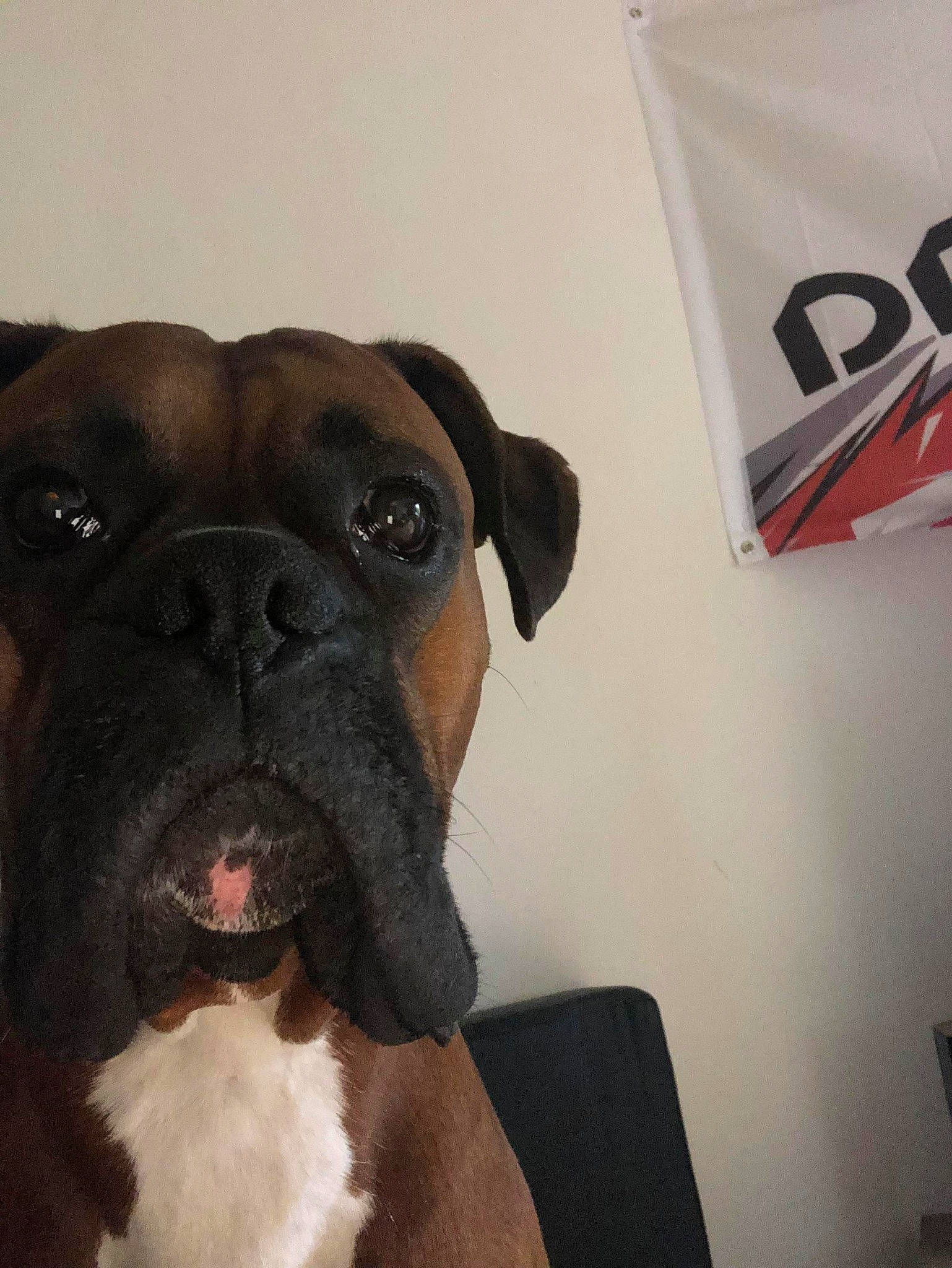 Mascotte participe au concours pour gagner de l'argent avec cette photo : boxer, bullmastiff, canidae, carnivore, companion_dog, dog, dog_breed, ear, fawn, mammal, molosser, non_sporting_group, nose, olde_english_bulldogge, pit_bull, selfie, snout, sporting_group, valley_bulldog, working_dog