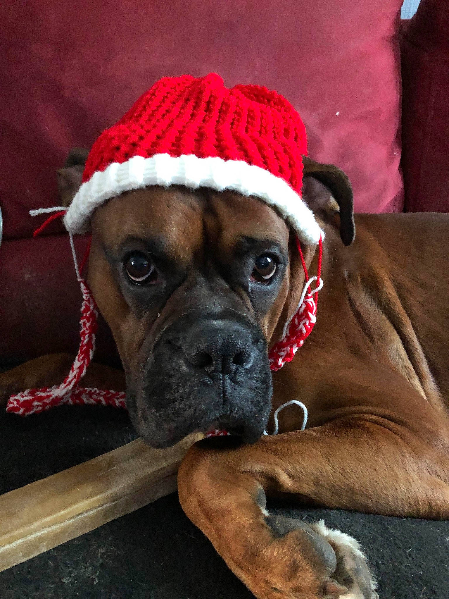 Mascotte a rejoint le concours — aidez-le/la à gagner de superbes lots ! boxer, bullmastiff, cane_corso, canidae, carnivore, companion_dog, dog, dog_breed, fawn, mammal, non_sporting_group, old_english_bulldog, olde_english_bulldogge, skin, snout, sporting_group, valley_bulldog, vertebrate, whiskers
