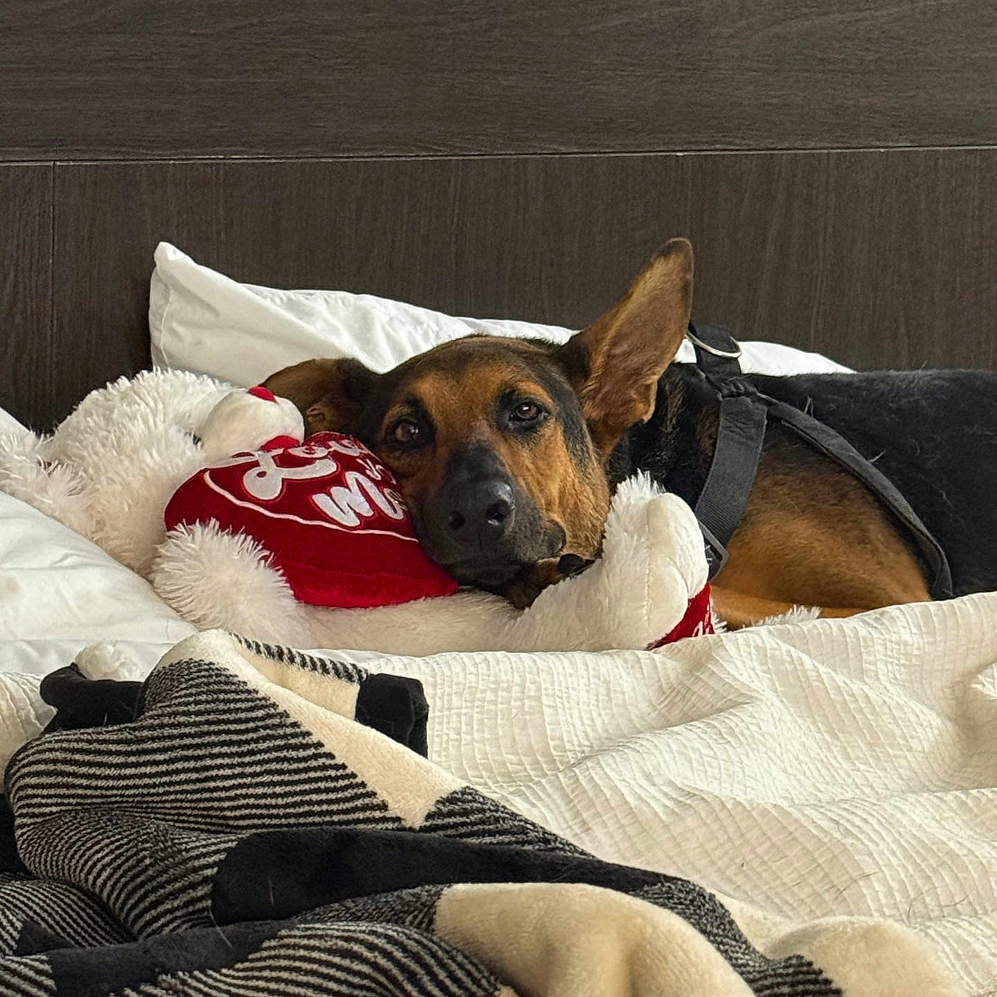 Lady is registered to the contest to win money with this photo: bed, black_dog, blanket, brown_dog, comfort, cozy, cushion, dog, fabric, fur, home, indoor, pillow, red_heart, relaxation, resting, sleepy, soft, stuffed_animal, teddy_bear
