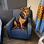 Lady is registered to the contest to win money with this photo: animal, armchair, blue, canine, collar, comfort, curtains, dog, domestic, floor, furniture, home, indoor, living_space, pet, resting, room, seated, wall, wood