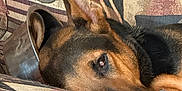 Lady joined the competition — help win amazing prizes! animal, canine, close_up, comfort, companion, couch, dog, domestic_animal, ear, fur, german_shepherd, home, indoor, lying_down, patterned_fabric, paw, pet, relaxed, resting, sleepy