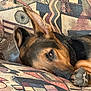 animal, canine, close_up, comfort, companion, couch, dog, domestic_animal, ear, fur, german_shepherd, home, indoor, lying_down, patterned_fabric, paw, pet, relaxed, resting, sleepy