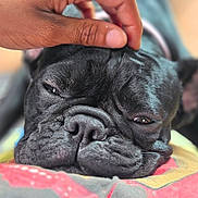 Chloé joined the competition — help win amazing prizes! affection, animal, black_dog, close_up, companion, cute, dog, domestic_animal, face, french_bulldog, fur, hand, indoor, paw, pet, portrait, relaxation, resting, sleepy, snout