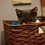 Pepper joined the competition — help win amazing prizes! carnivoran, cat, cat_like_mammal, domestic_short_haired_cat, fauna, kitten, russian_blue, small_to_medium_sized_cats, snout, whiskers