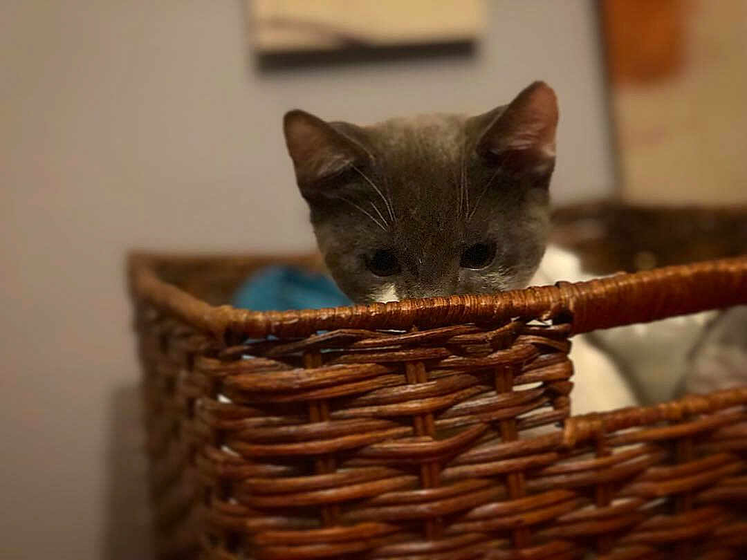 Pepper