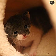 Pepper is registered to the contest to win money with this photo: cat, cat_like_mammal, domestic_short_haired_cat, eye, fur, kitten, munchkin, small_to_medium_sized_cats, snout, whiskers