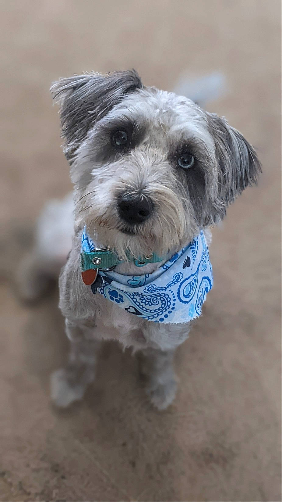 Bodyn Lee Lee is registered to the contest to win money with this photo: canidae, carnivore, collar, companion_dog, dog, dog_breed, dog_clothes, dog_collar, dog_supply, electric_blue, maltepoo, non_sporting_group, pet_supply, small_terrier, snout, sporting_group, terrier, toy_dog, working_animal