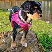 Violette a rejoint le concours — aidez-le/la à gagner de superbes lots ! dog, pink_harness, tree_stump, pond, water, grass, trees, outdoor, nature, sunny, pet, canine, leash, collar, animal, park, greenery, daylight, small_dog, fur