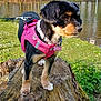 dog, pink_harness, tree_stump, pond, water, grass, trees, outdoor, nature, sunny, pet, canine, leash, collar, animal, park, greenery, daylight, small_dog, fur