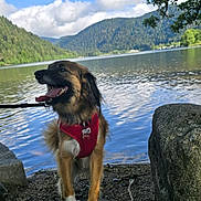 Clifford participe au concours pour gagner de l'argent avec cette photo : dog, red_harness, rock, lake, water, mountains, trees, nature, outdoor, tongue_out, happy, canine, animal, scenic, sky, clouds, greenery, leaves, standing, daytime
